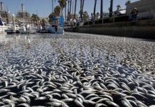 Hàng triệu cá chết tại bến cảng Mỹ