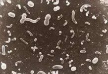 Vi khuẩn trầm tích đáy biển có thể “phát” điện