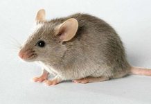 Smartphone sẽ thông minh như... chuột