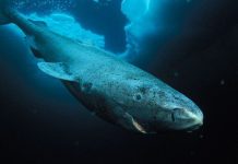 Bí mật có thể quyết định tương lai của loài người nằm trong con cá voi này Bí mật có thể quyết định tương lai của loài người nằm trong con cá voi này