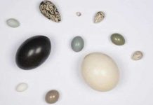 5 điều thú vị về quả trứng