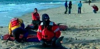 Hàng loạt cá heo chết bất thường ở Mỹ