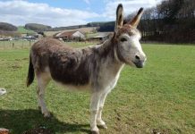 Những cái chết oái oăm không thể ngờ được trong lịch sử