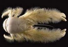 Phát hiện loài giáp xác mới Phát hiện loài giáp xác mới