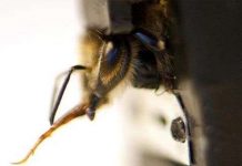 Dùng ong thay chó béc giê