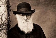 Càng mọc nhiều râu, đàn ông càng kém hấp dẫn