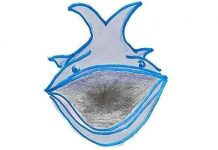 Vì sao cá voi "ăn phân no, không lo chết đói"?