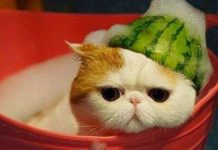 9 sự thật "gây sock" dành riêng cho người yêu mèo