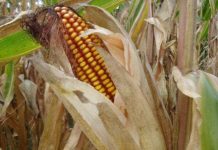 Người xưa làm gì để đưa linh hồn sang thế giới bên kia?