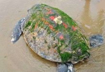 Rùa biển nặng gần tạ mắc lưới ngư dân