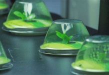 Đã có thể trồng rau trong vũ trụ