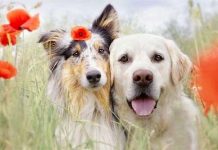 Cách thuần hóa bản tính hung dữ của chó lai