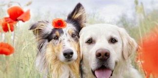 Cách thuần hóa bản tính hung dữ của chó lai