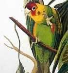 Loài vẹt cũng biết phân biệt ngôn ngữ Loài vẹt cũng biết phân biệt ngôn ngữ