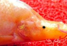 Tìm thấy loài cá lạ ở Trung Quốc