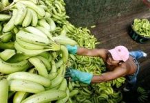 Nữ sinh 16 tuổi biến vỏ chuối thành nhựa