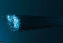 Vì sao cá mập thích cắn cáp quang biển?