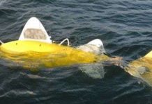 Robot cá phát hiện nước ô nhiễm