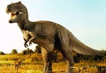 Dấu hiệu chứng tỏ khủng long là động vật máu nóng