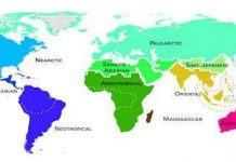 Bản đồ mới về phân bố động vật trên toàn cầu