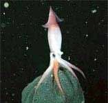 Mực cất trứng dưới cánh tay Mực cất trứng dưới cánh tay