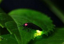 Đom đóm mang đến ý tưởng giúp đèn LED tăng độ sáng