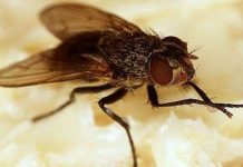 Máy bay siêu nhỏ mô phỏng côn trùng Máy bay siêu nhỏ mô phỏng côn trùng