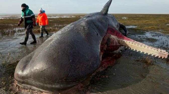 Tại sao xác cá voi lại phát nổ?