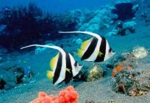 NASA quyết giải mã bí ẩn của đại dương