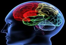 Mỹ nghiên cứu thiết bị kết nối não với máy móc