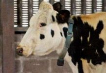 Bò nhắn tin cho chủ báo... ốm