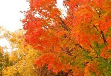 Sản xuất dầu từ cây nhân tạo Sản xuất dầu từ cây nhân tạo