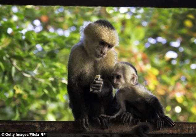 Gặp lại người phụ nữ “sống với đàn khỉ” trong rừng từ lúc lên 5
