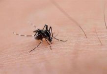 Nghiên cứu ứng dụng điện thoại chống sốt xuất huyết