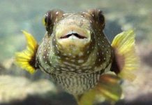 4 khả năng tiến hóa khó tin của nhân loại trong tương lai