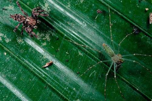 Sự thật về cách di chuyển của loài nhện trên mạng nhện