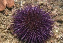 Nâng chất lượng bê tông từ xương sống nhím biển