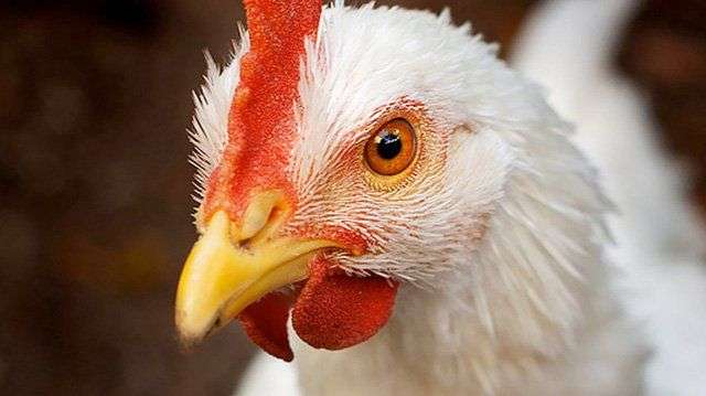 Mừng năm Đinh Dậu, đây là 8 sự thật về loài gà khiến bạn phải ngỡ ngàng