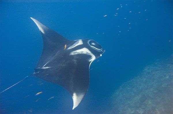 10 loài động vật biển dài nhất