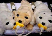 Robot xoa dịu nỗi đau sóng thần Nhật