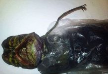 Thực - hư những xác chết người ngoài hành tinh