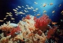 Biến đổi khí hậu làm sinh vật tiến hóa nhanh hơn