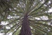 Cây cối cao tối đa bao nhiêu?