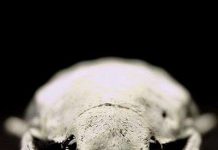 Những kỷ lục đáng kinh ngạc của côn trùng