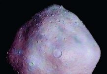 Mẫu vật trị giá 800 triệu USD