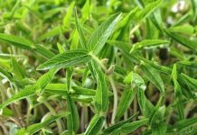 Hạt nano giúp tạo ra thực phẩm nhiều hơn nhưng giảm mức tiêu thụ nước và năng lượng