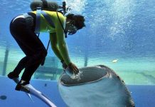 Chùm ảnh: Cá mập voi khổng lồ miệng rộng 1,5m