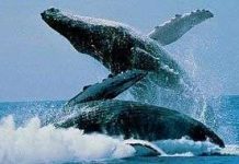 Não cá voi có một phần giống như của con người