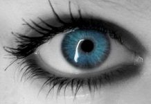 Cuộc tiến hóa 700 triệu năm của thị lực