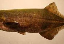 Cá cũng có tiếng sét ái tình